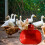 Automatic Chicken & Duck Drinking Cup Waterer Bowl Poultry Drinking Bowl Automatic Watering Feeder Drinking Bowl 6
