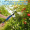 Tuinpoeder Applicator Dispenser Pollen Spuitmachine voor Fruit Kersen 5