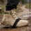 1Paire Spikes De Traction Pour , Adaptables Durables 5