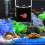 Black Acrylic Isolation Box for Fish Tank Breeding and Hatching 7