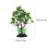 4Pièces Décorations Véritables Plantes Pour Aquarium 11