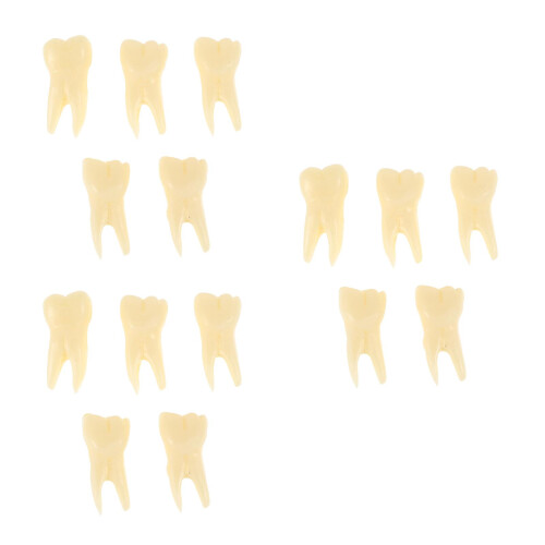 15Pièces Modèles Dents Simulation Beige Résine Jouet Éducatif Compact 2