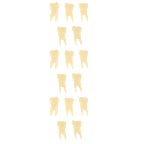 15Pièces Modèles Dents Simulation Beige Résine Jouet Éducatif Compact 1