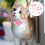 12Pièces Colliers Fleur Pour Animaux Ajustables Et Confortables 10