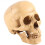 Model 1: 1 Resin Human Skull Anatomical Teaching Decoration Yellow 1