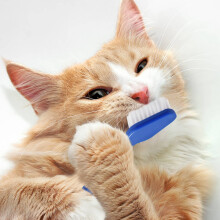 50 Piece Cat Dog Pet Toothbrush Set Double Headed Convenient Dental Finger Brushes for Safe Dog Cat Dental Care