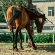2 Pcs Horse Cattle Scratchers, Horse Scratching Post,Super Soft Massage Brush Kit for Equine ,Scratching Itch Relief Pad
