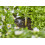 Gardena Gardena Micro-Drip-System Inline Drip Head, pressure-equalising: Drip head for automatic irrigation system, for rows of plants with different pot 4