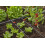 Gardena Gardena Micro-Drip-System Inline Drip Head, pressure-equalising: Drip head for automatic irrigation system, for rows of plants with different pot 5