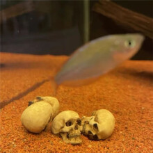 High Quality 1:12 Miniatures Figurines Skull Model for Halloween Home Dollhouse Plant Fish Tank Decoration