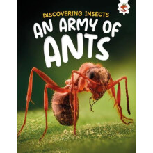 Discovering Insects An Army of Ants by Rebecca Storm Paperback Book
