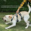 Explosionproof  Dogs Harness with Handle Durable Adjustable Pet Chest Straps for Large Dog, , M 4