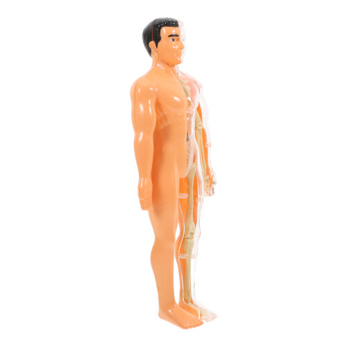 3Sets Anatomie Modelle, 3D Kinder Puzzle, - Und Spielzeug 1