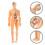 3Sets Anatomie Modelle, 3D Kinder Puzzle, - Und Spielzeug 11