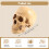 Model 1: 1 Resin Human Skull Anatomical Teaching Decoration Yellow 7