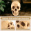 Model 1: 1 Resin Human Skull Anatomical Teaching Decoration Yellow 4