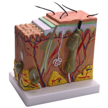 Skin Model, 50X Skin and Hair Structure Enlarge Model Anatomical Model Anatomy for Science Classroom Study Display Teaching Model
