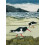 Wild Birds Pocket Notebook Oystercatcher Other Book 1