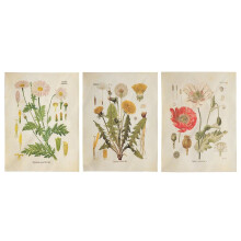 3Pcs Flower Wall Hanging Wildflower Plant Floral Chart Small for Bedroom Living Room (A+B+E)