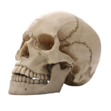 Human  Skull Statue for Home Decor Resin Figurines Halloween Decor Sculpture Medical Teaching Sketch Model Crafts