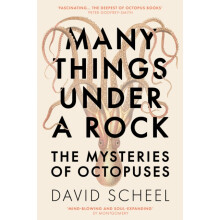Many Things Under a Rock by David Scheel Hardcover Book