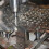 Orifícios de Latão Sólido de 220 Graus para Porta com Broca de 16 Mm, Olho Mágico de Porta de 0,63 Polegadas com Privacidade, B 8