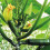 Unwins Unwins Courgette Black Forest F1 Seeds 1