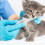 1Ensemble Distributeur Médicaments Animaux ABS Rose Sûr 6