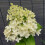 Hortensja bukietowa limonkowa 2L 5