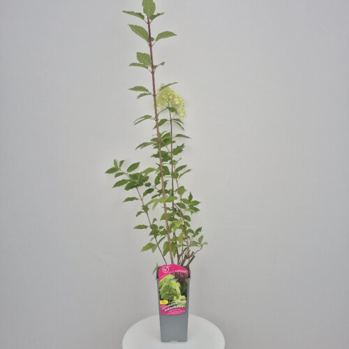 Hortensja bukietowa limonkowa 2L 1