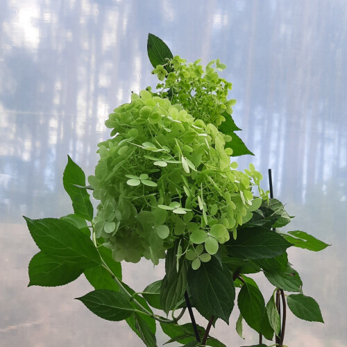 Hortensja bukietowa limonkowa 2L 2