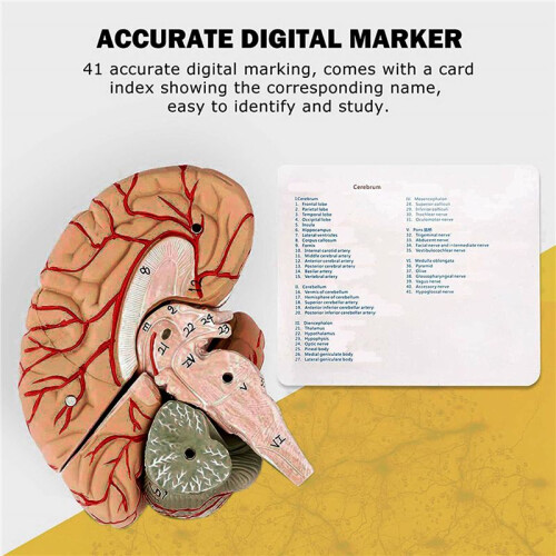Human Brain,Life Size Human Brain Anatomy Model with Display Base, for Science Classroom Study & Teaching Display A 2