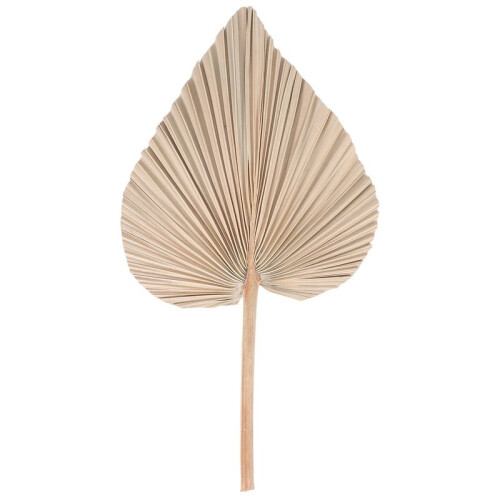 Folhas de Palmeira Secas para DecoraçãO de Quarto 5 PeçAs - 18 Polegadas H X 10 Polegadas W  DecoraçãO Natural em Folha de Palmeira para um 2