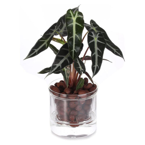 Vaso Autoirrigável de 4 Polegadas, Vaso para Violeta Africana, Vaso de Vidro com Fundo Irrigável para Plantas de Interior e Propagação 1