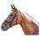(Cob, Black) Whitaker Barton Leather Plain Horse Browband 2