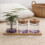 1Ensemble Pot À Plantes Hydroponique Transparent Décoratif Pour 5