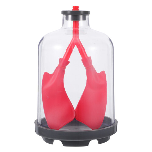 2Pcs Interactive Lung Breathing Model with Diaphragm for Classroom Use 2