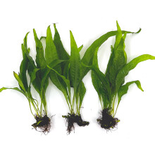 3 Aquatische Planten Bundel | Levendige Planten voor Zoetwateraquaria (3 X Microsorum Java Varens)