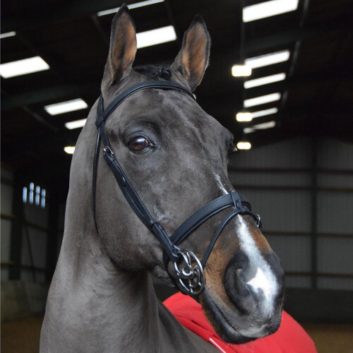 Whitaker Ready To Ride Leather Horse Snaffle Bridle