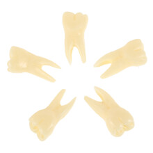 10Stk Zahnmodell Resin Realistisch Deko Spielzeug Beige Set