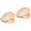 2Stk Orange Muschel Sample Wissenschaft Lehrtool Und 3