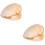 2Stk Orange Muschel Sample Wissenschaft Lehrtool Und 5