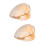 2Stk Orange Muschel Sample Wissenschaft Lehrtool Und 6