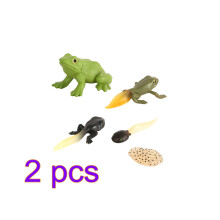 2Set Realistic Tadpole Growth Cycle Models Chic Desktop Decor for Kids