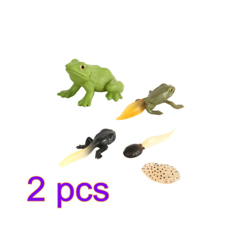 2Set Realistic Tadpole Growth Cycle Models Chic Desktop Decor for Kids