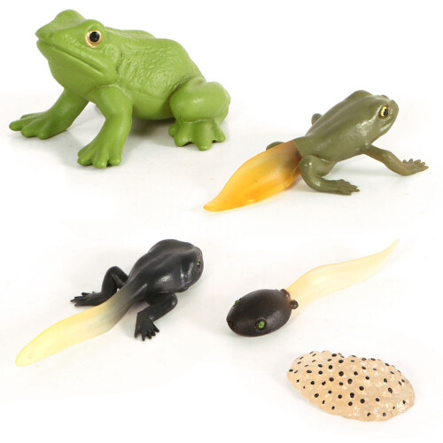 2Set Realistic Tadpole Growth Cycle Models Chic Desktop Decor for Kids 2
