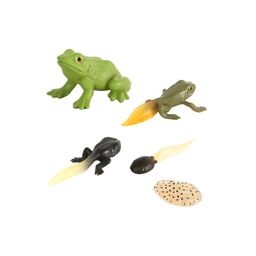 2Set Realistic Tadpole Growth Cycle Models Chic Desktop Decor for Kids 1