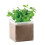 MidOcean Mint Herb Seeds 1