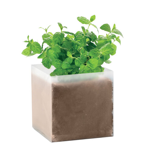 MidOcean Mint Herb Seeds