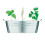 MidOcean Herb Seeds Plant Pot 1